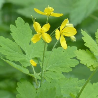 Rostopasca, mai multe boli, un singur remediu