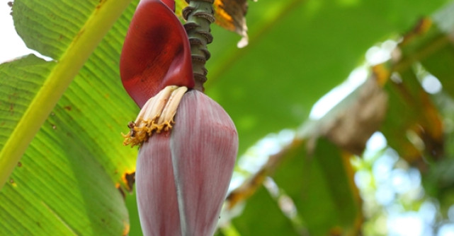 Le mananci zilnic dar stii de unde provin?