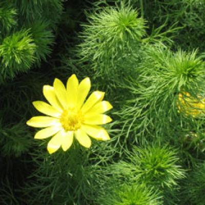 Plantele medicinale - aliatele dietei de vara