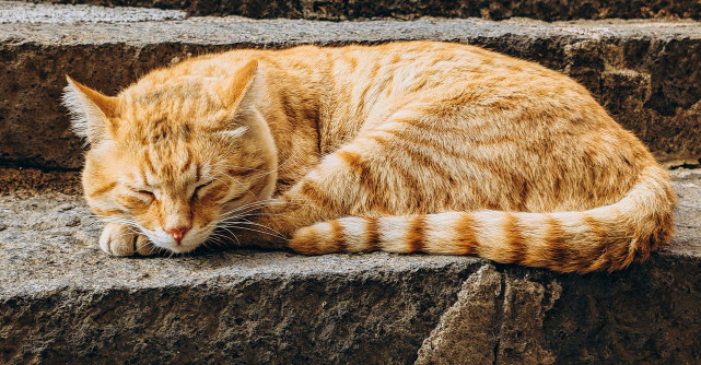 De ce iubesc japonezii pisicile? Descoperă detaliile relației aproape sacre dintre poporul nipon și frumoasele feline