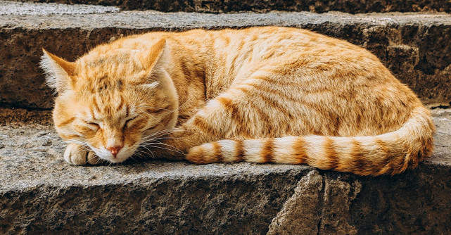 De ce iubesc japonezii pisicile? Descoperă detaliile relației aproape sacre dintre poporul nipon și frumoasele feline