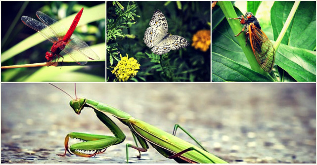Astrologie: Zodiacul antic al insectelor 