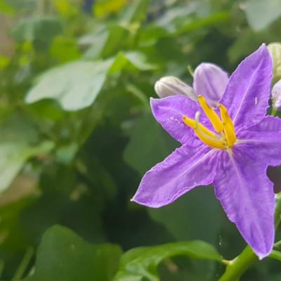 Aceasta este cea mai sanatoasa leguma din lume