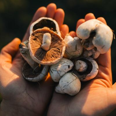 Cum pot fi deosebite ciupercile bune de cele otravitoare?