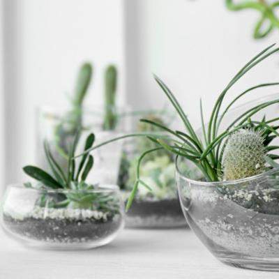 Ce plante este bine să ai în casă. Tu le cunoşti beneficiile?