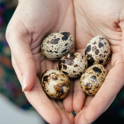 5 motive convingătoare să consumi ouă de prepeliță