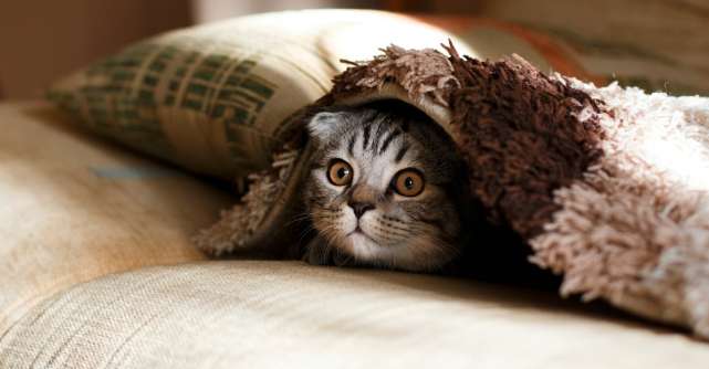 De ce pisicilor le place catnip(iarba mâței)?