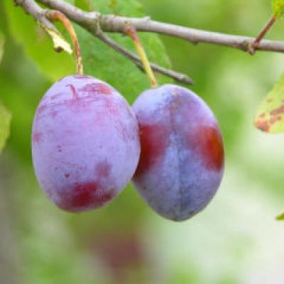 Prunele  fructele curative ale toamnei