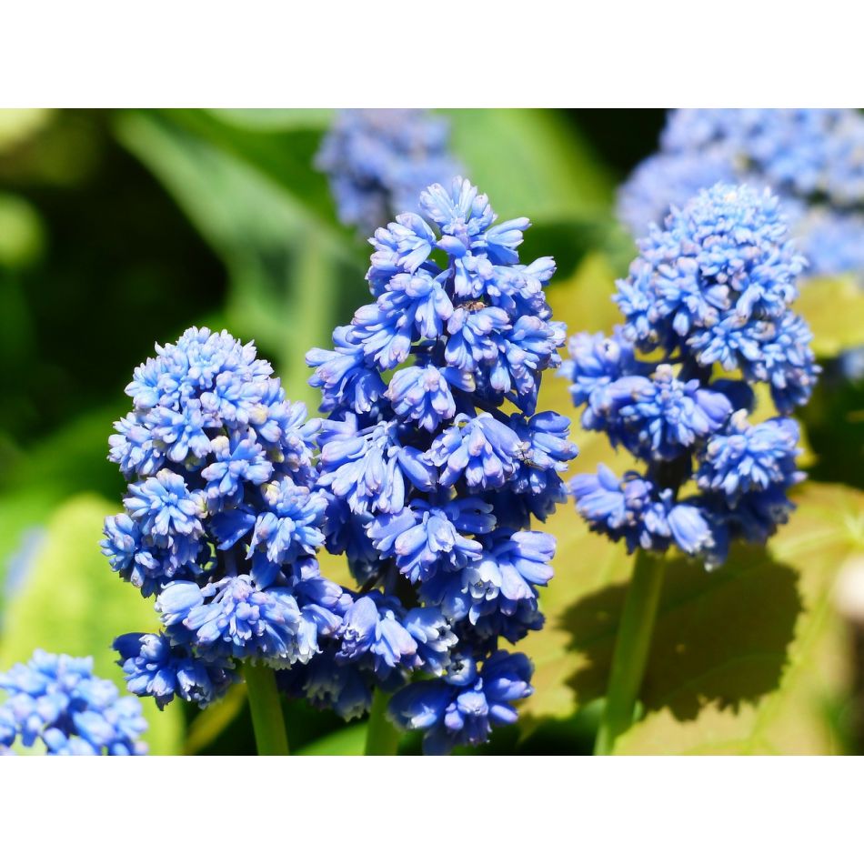  Despre energia primaverii