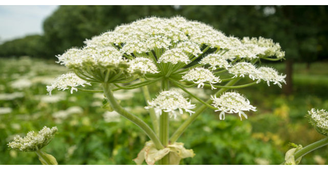 Ginsengul-romanesc, planta considerata un remediu pentru cele mai grave boli ale secolului