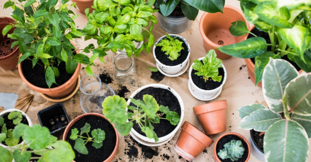 Grădina din bucătărie. Plante aromatice pe care le poţi creşte în casă