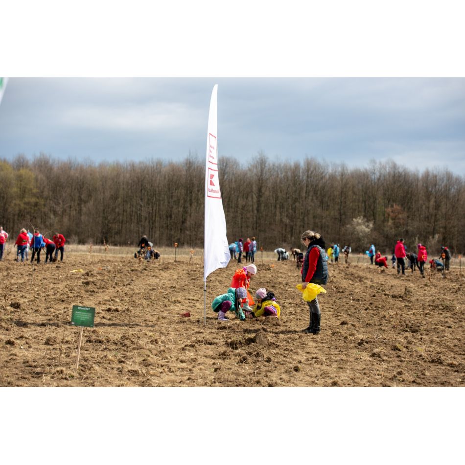 Kaufland România a plantat o pădure egală cu numărul de angajați la Scorțeni, județul Prahova