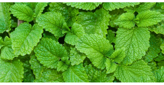 Multi cred ca este o buruiana, dar aceasta planta minune trateaza una dintre cele mai grave boli