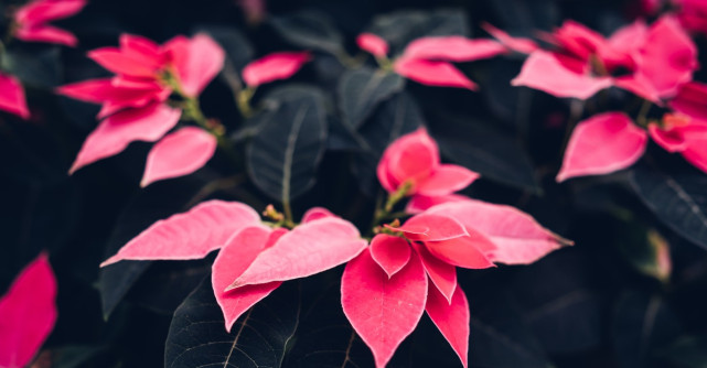 Aranjamente speciale pentru un Crăciun de poveste