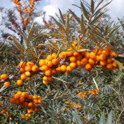 Ginsengul romanesc, un miracol pentru sanatate