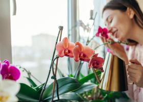Cum se ingrijesc orhideele. Tot ce trebuie să știi