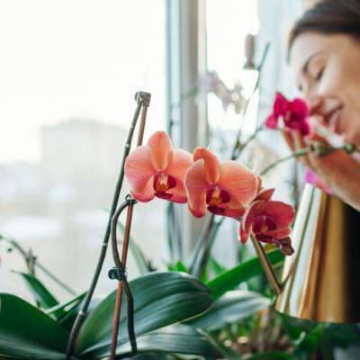 Cum se îngrijesc orhideele