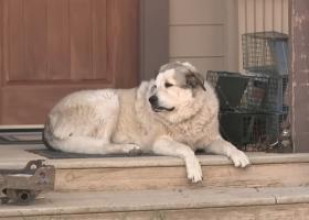 Animalele au inimi mai mari ca oamenii! El este Buford, câinele erou care a salvat un copil de 2 ani din sălbăticia Arizonei