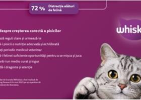 Studiu Whiskas: 71% dintre români cred că viața lor s-a îmbunătățit de când au pisică