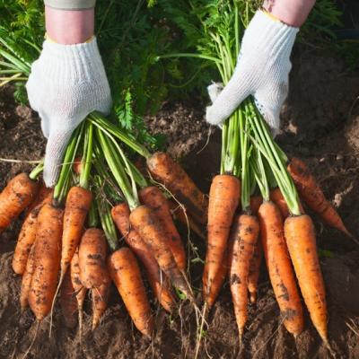 Beneficiile morcovilor. Cum trebuie sa-i mananci ca sa vindeci mai multe boli