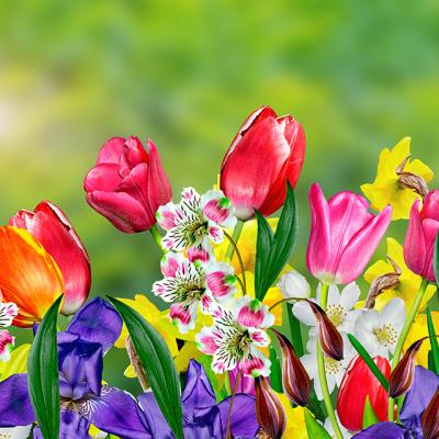 Testul Florilor: Ce citat descrie cel mai bine primavara anului 2020 pentru tine?