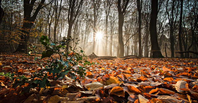 Cum alegi un parfum pentru sezonul de toamnă