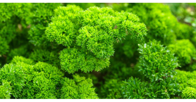 O planta folosit des in bucatarie distruge cancerul. Afla despre ce este vorba!