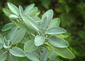 Planta celor 1000 de virtuți! Întărește corpul și alină sufletul