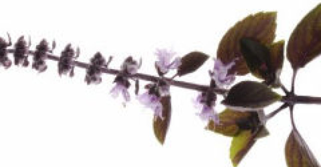 Sanatatea cu Busuioc - Planta aromata a Dragostei