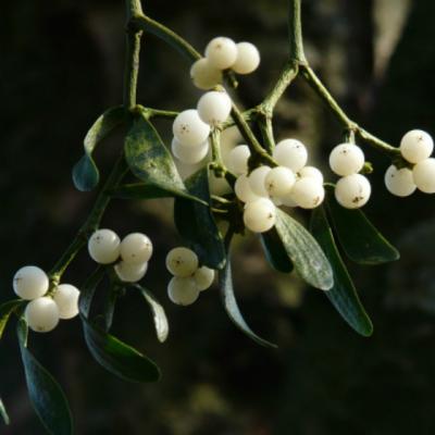 Cum se prepara corect ceaiul de vasc. Efectele lui sunt miraculoase