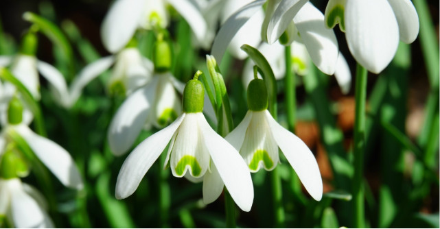 Mesaje și urări de 1 Martie