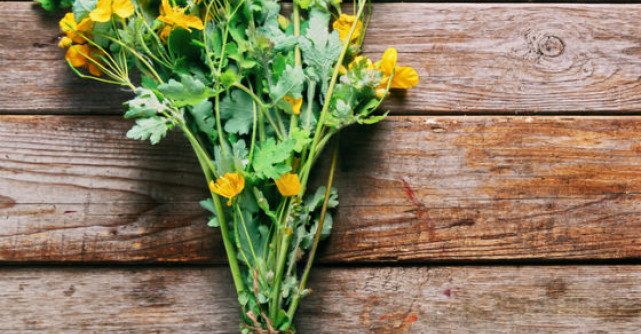 Rostopasca, darul cerului folosit in tratarea a peste 150 de afectiuni