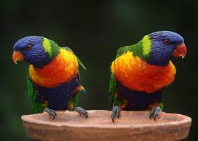 Testul Trivia al Pasarilor: Recunosti toate speciile din imagini?