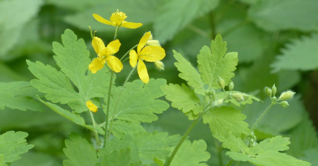 Rostopasca, mai multe boli, un singur remediu