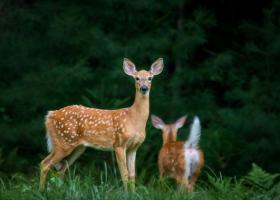 Animalele mesageri: simboluri, semnificații și mesaje ascunse