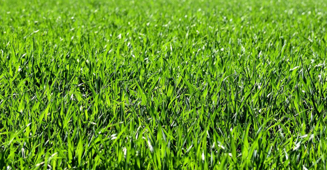 5 motive pentru a vă cumpăra o maşină electrică de tuns iarba