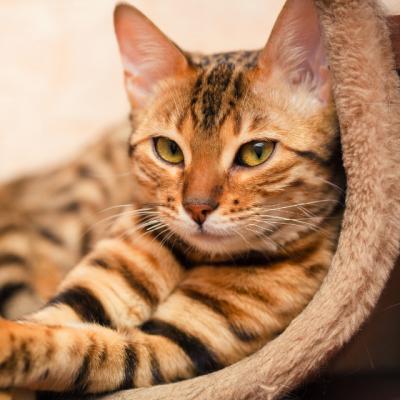 Un motan pe nume Bob 