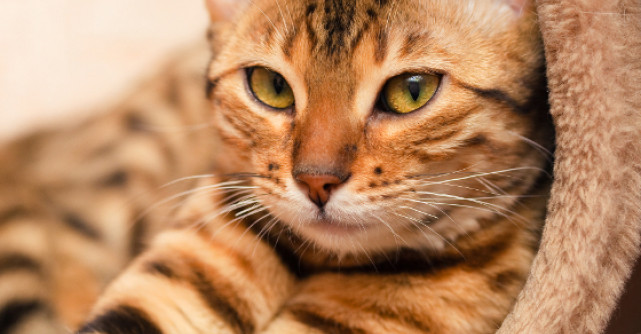 Un motan pe nume Bob 