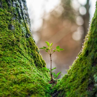 ACȚIUNE  și RENAȘTERE, cuvintele cheie pentru săptămâna 22-28  APRILIE 2019