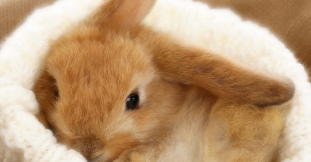 Horoscop: Astrele in saptamana Pastelui