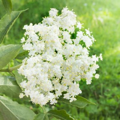 Elimina surplusul de kilograme si celulita cu preparate din soc