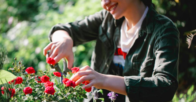Cum pregătim trandafirii pentru iarnă: Ghid complet pentru grădinari