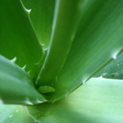 Fii sanatos cu Aloe vera