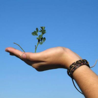 Foto: Copacul la umbra caruia a stat Iisus readus la viata dupa 2000 de ani!