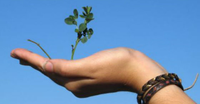 Foto: Copacul la umbra caruia a stat Iisus readus la viata dupa 2000 de ani!