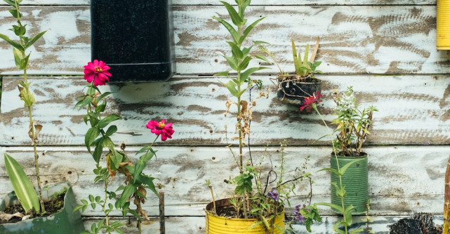 Grădinărit la interior: Cum ne protejăm sănătatea psihică în timpul izolării