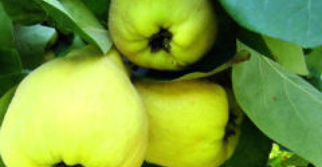 Mai mult de jumatate dintre romani consuma fructe intre mese 