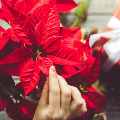 Crăciunița, floare de Sărbătoare: Tot ce trebuie să știi despre această plantă 