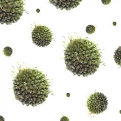 Cine a adus sifilisul in Europa?