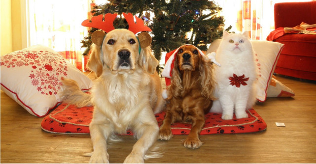 Ai un animal de companie? Iata ce nu ar trebui sa ii lipseasca!